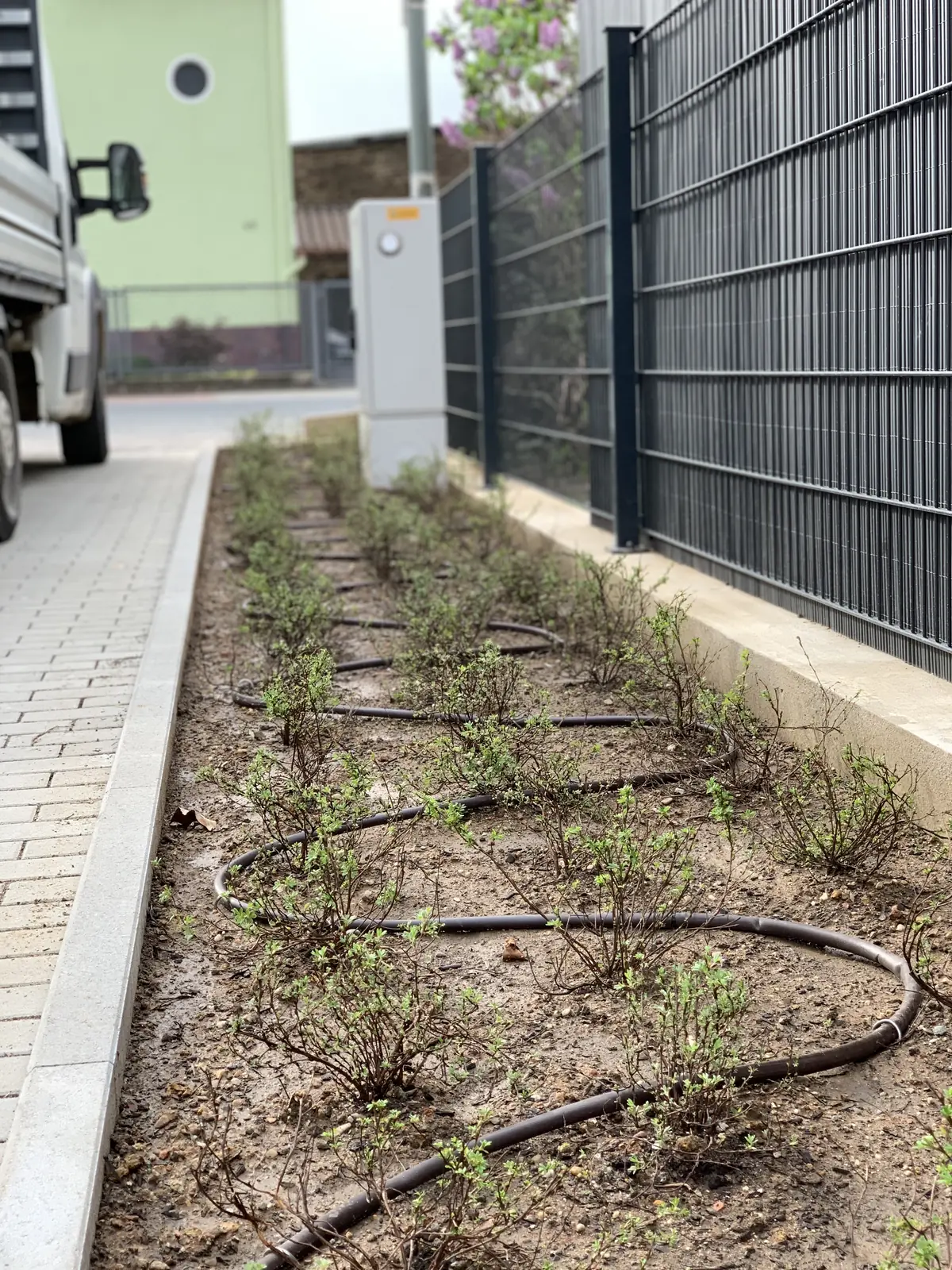 Tropfschlauch in einem Pflanzbeet